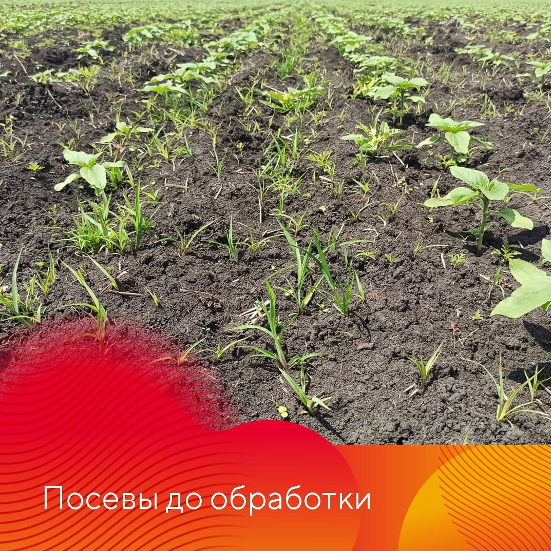 об опыте применения гербицида Миура® май 2023