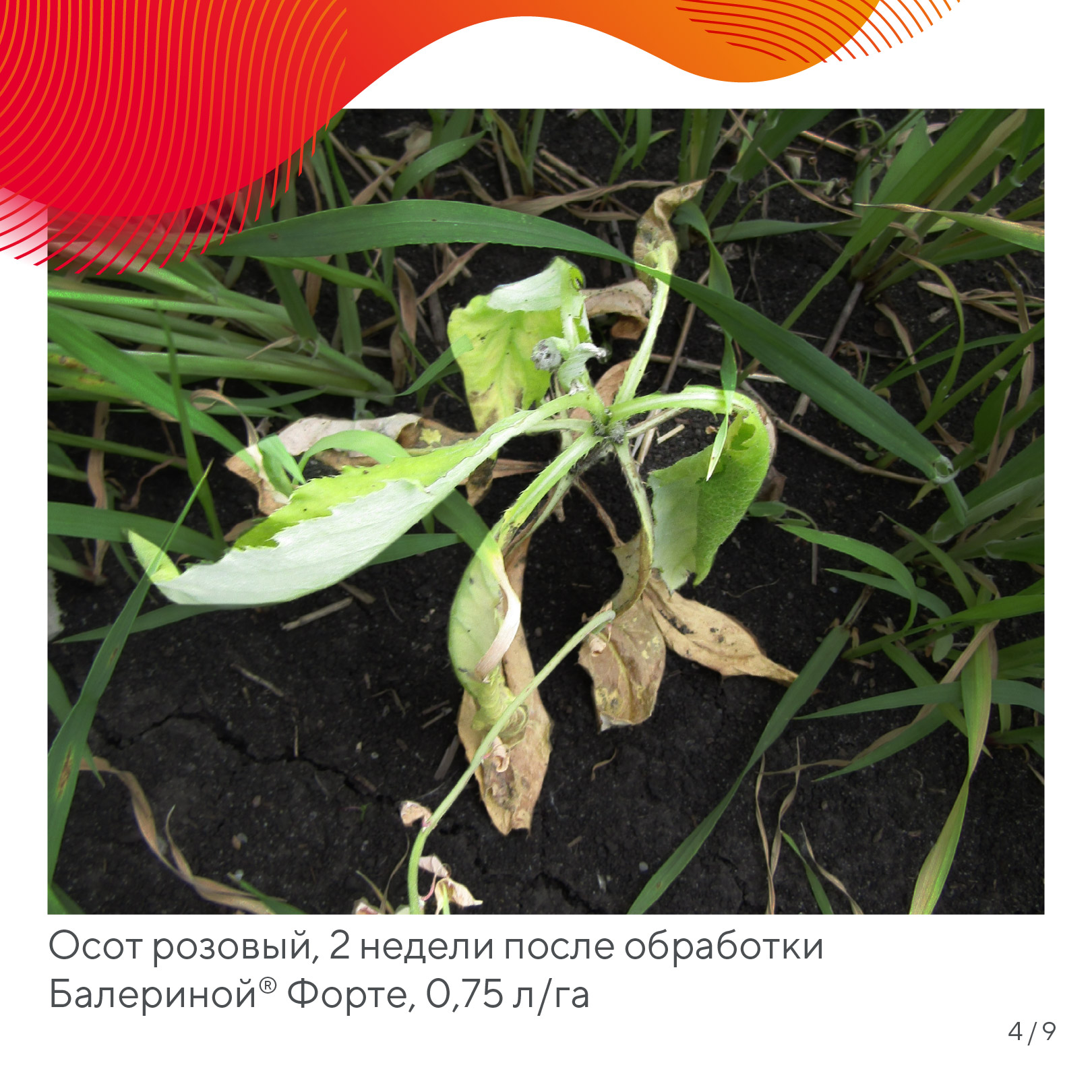 Пост 25.06.2026