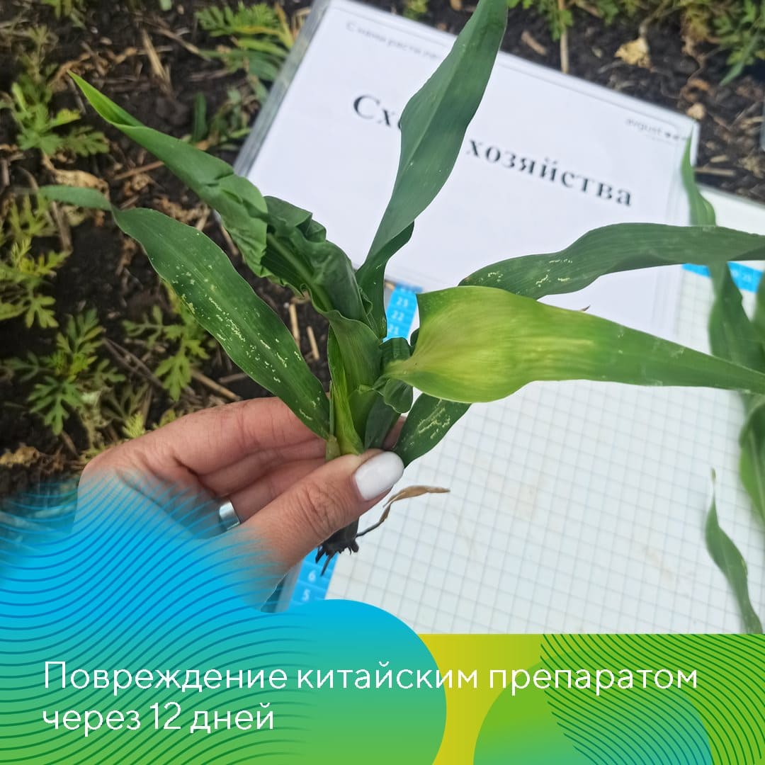 Совместные опыты на полях кукурузы 2023