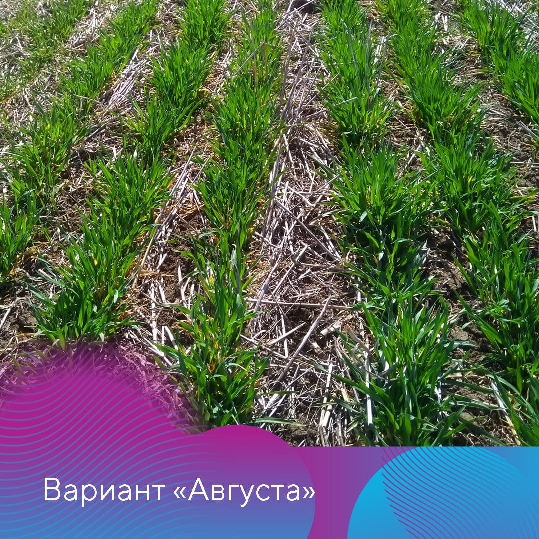 Менеджер-технолог представительства «Августа» в Ставрополе Владислав Панченко октябрь 2022