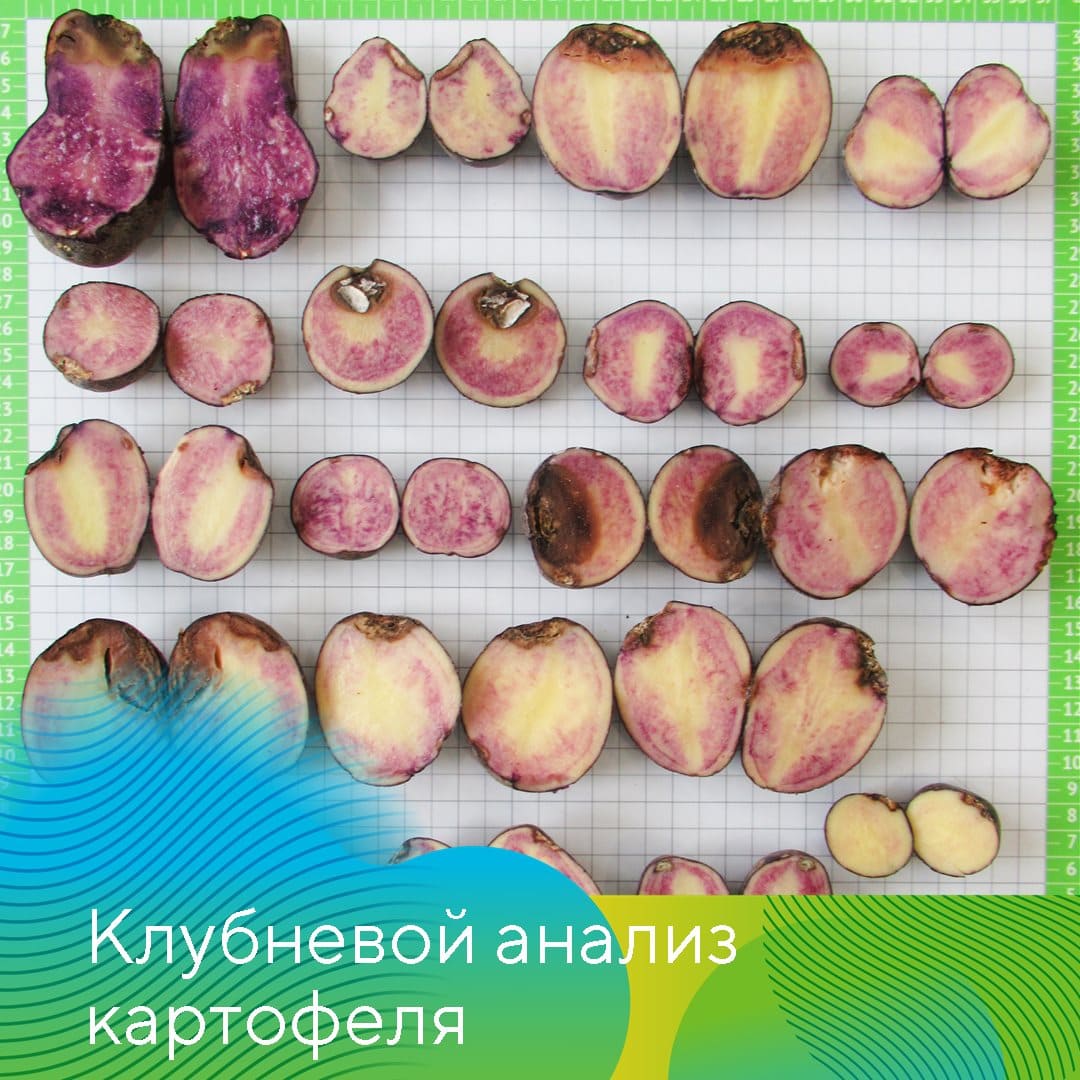 Проведение клубневого анализа картофеля
