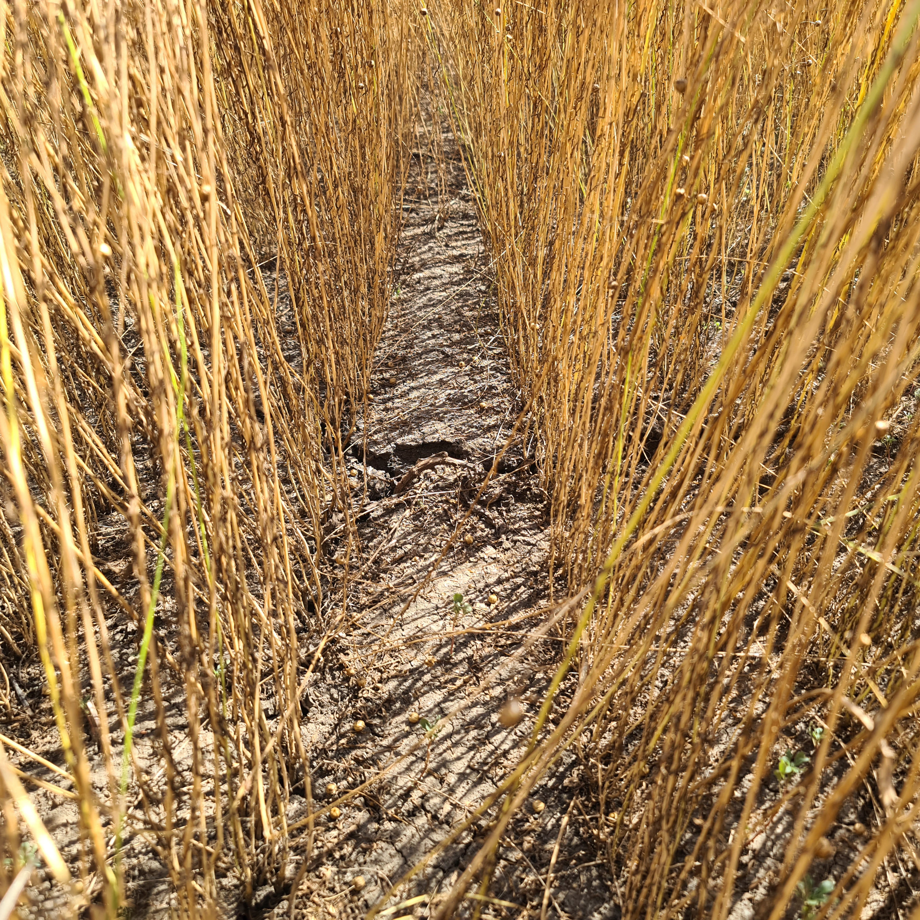 СПК «Колхоз Терновский» 2023