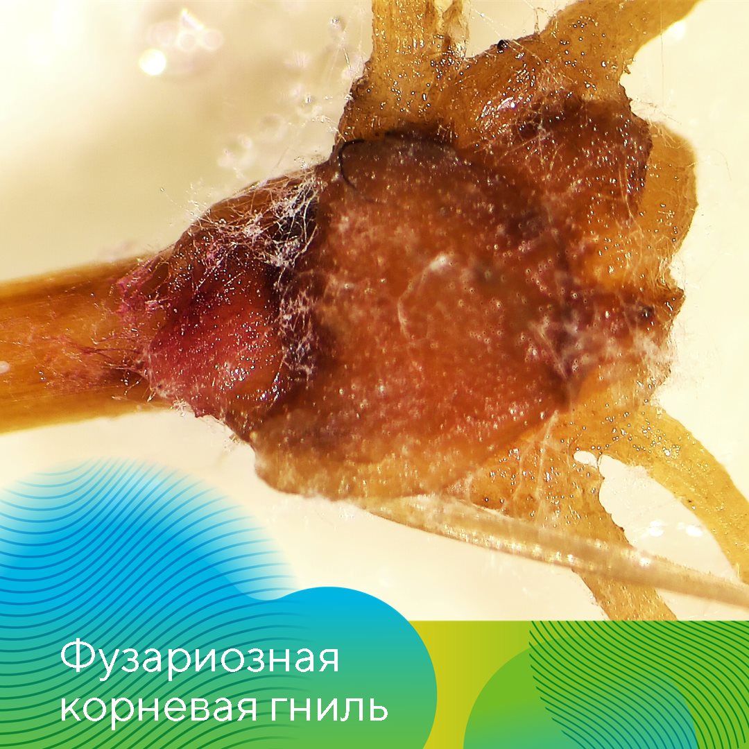 «АгроЛаборатория-Ливны» 12.12