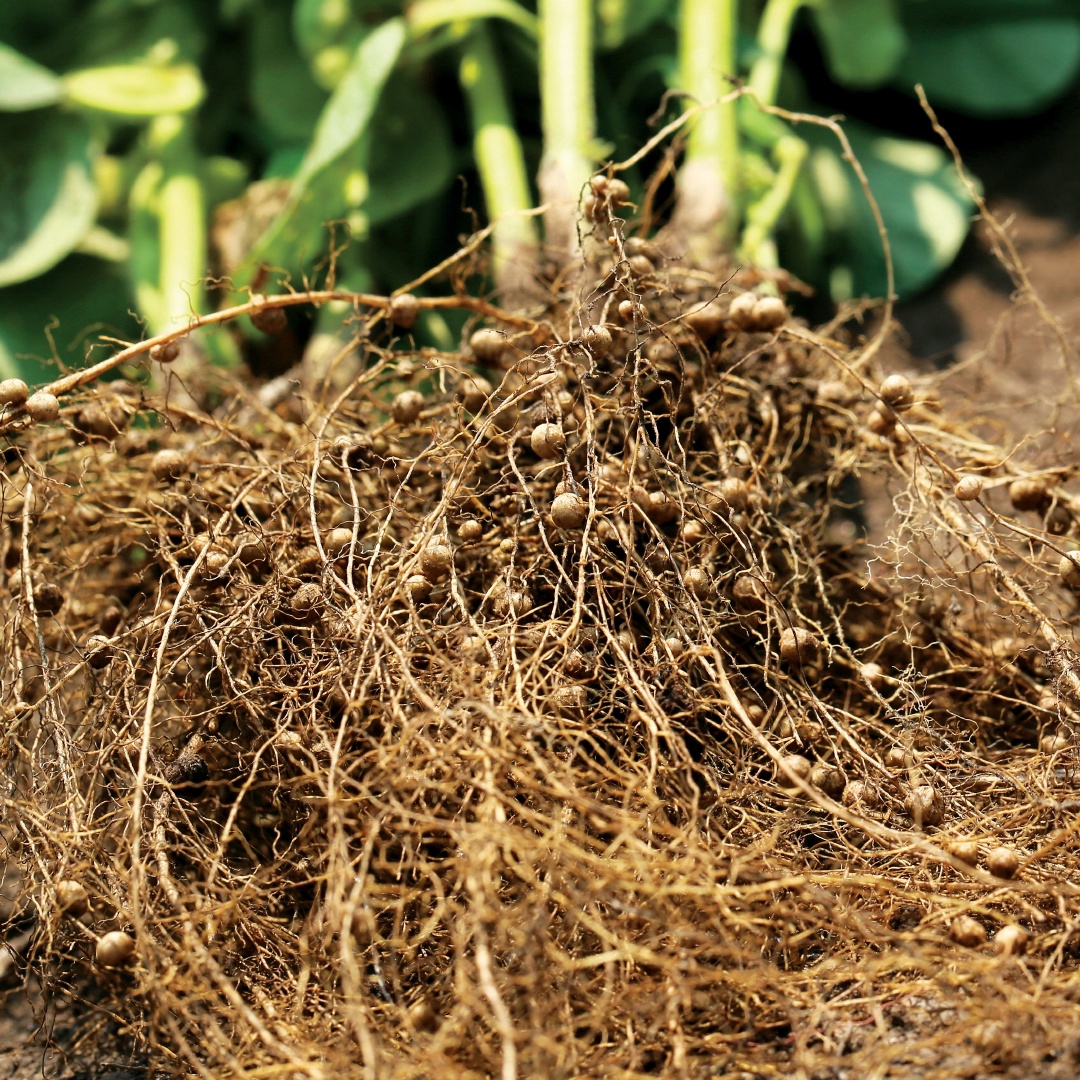 Основа урожая сои