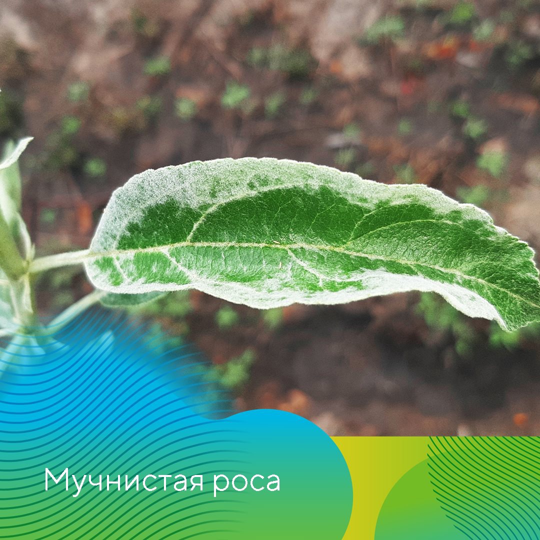 Защита сада 2022