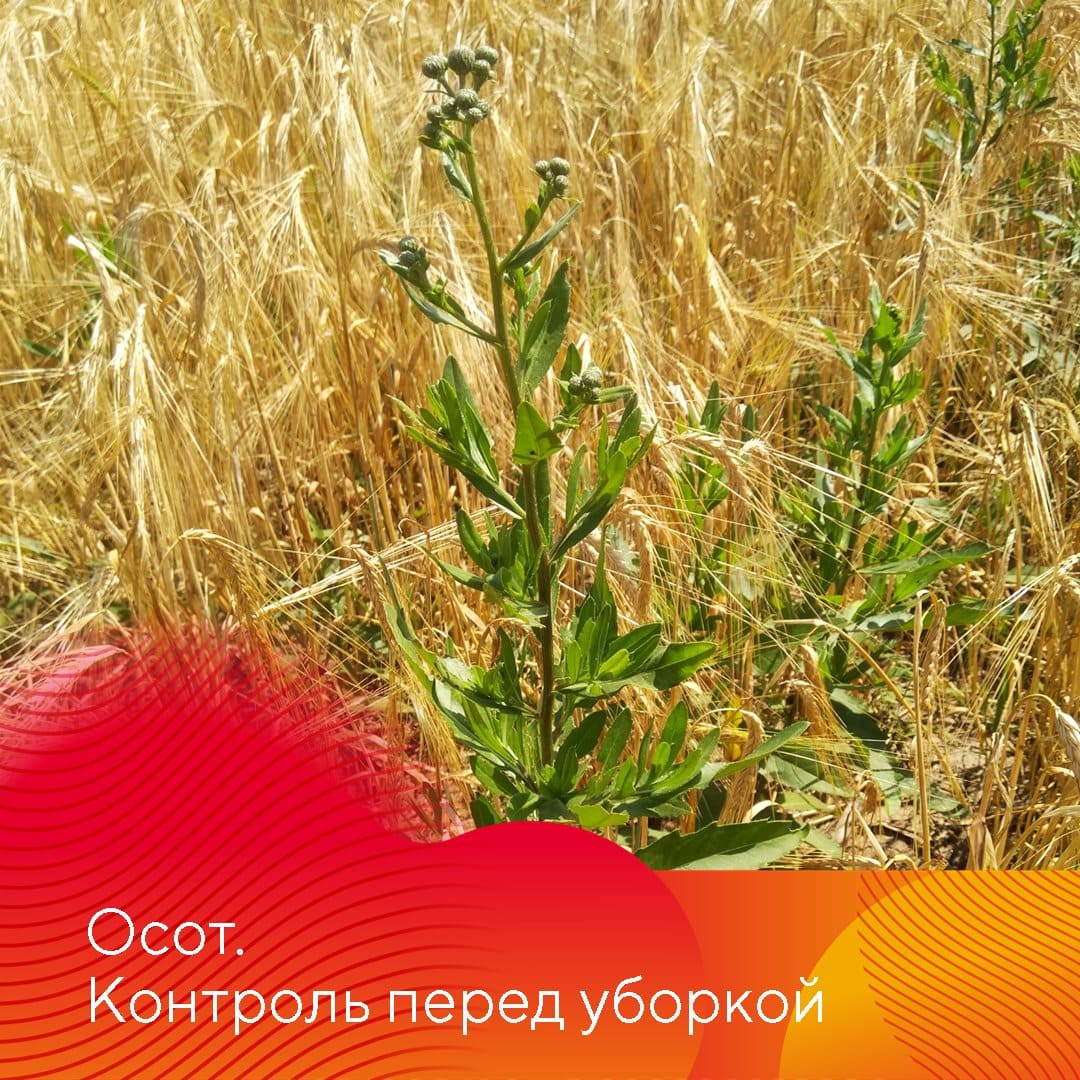 НордСтрим® – гербицид для защиты озимых и яровых зерновых культур