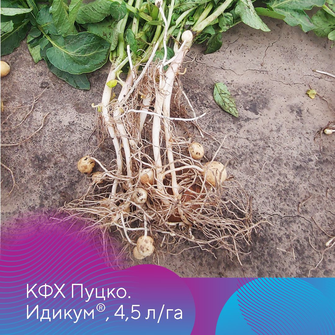 Идикум® 11.04