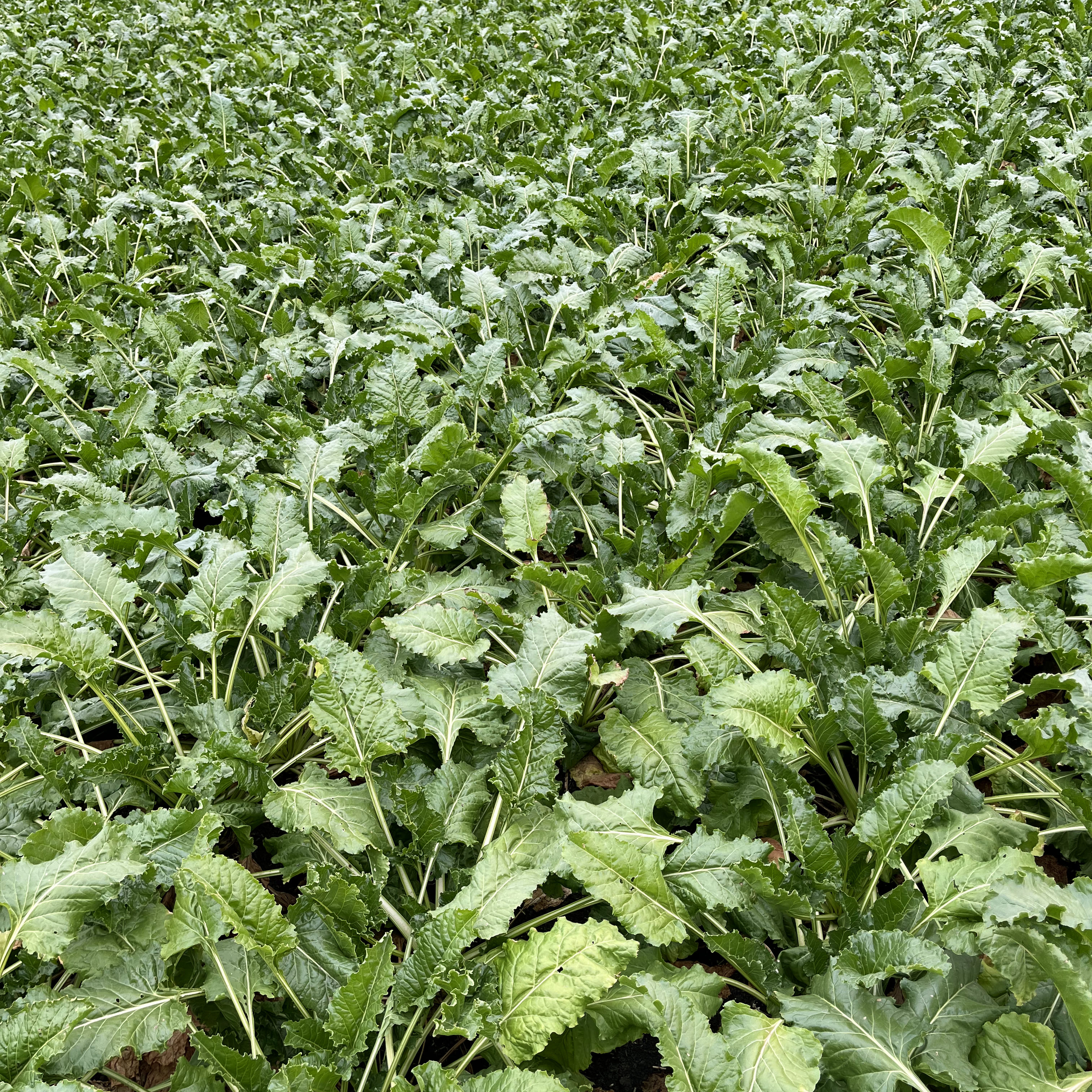 Поля сахарной свеклы ГК «Русагро» в Орловской и Белгородской областях