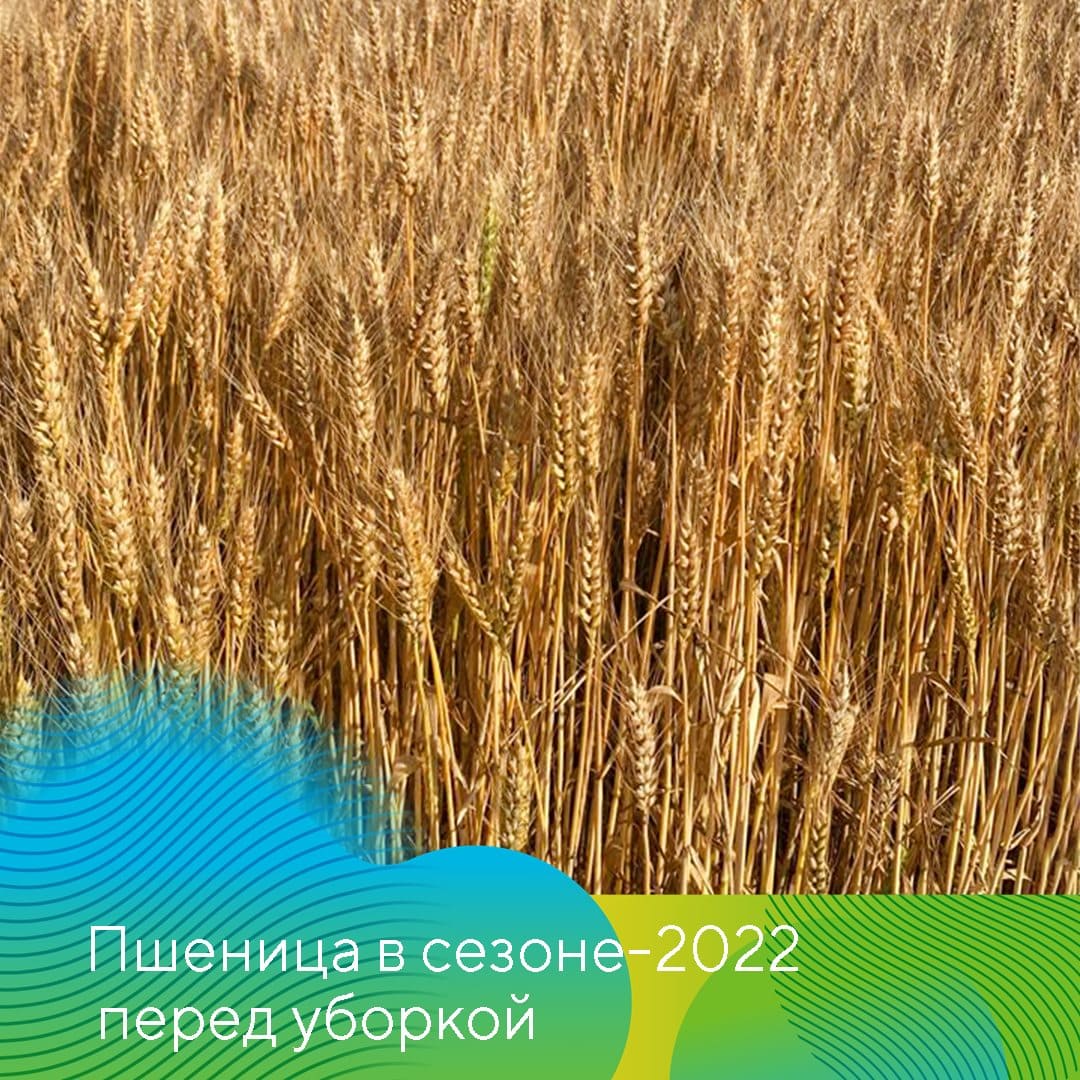 ООО НПК «АгроЛидер» 2022