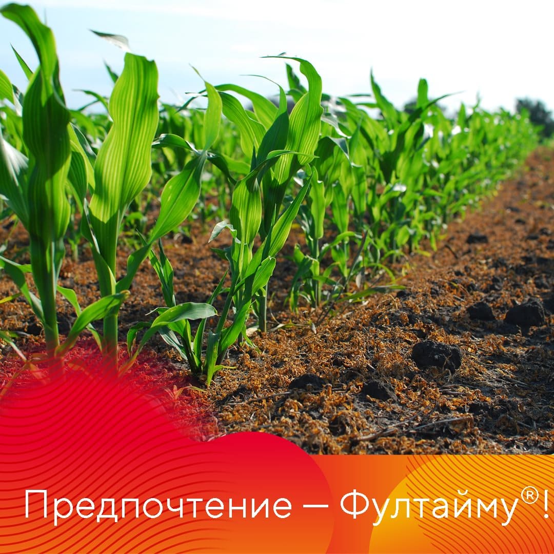 Фултайм® для защиты кукурузы в хозяйствах Карачаево-Черкесии