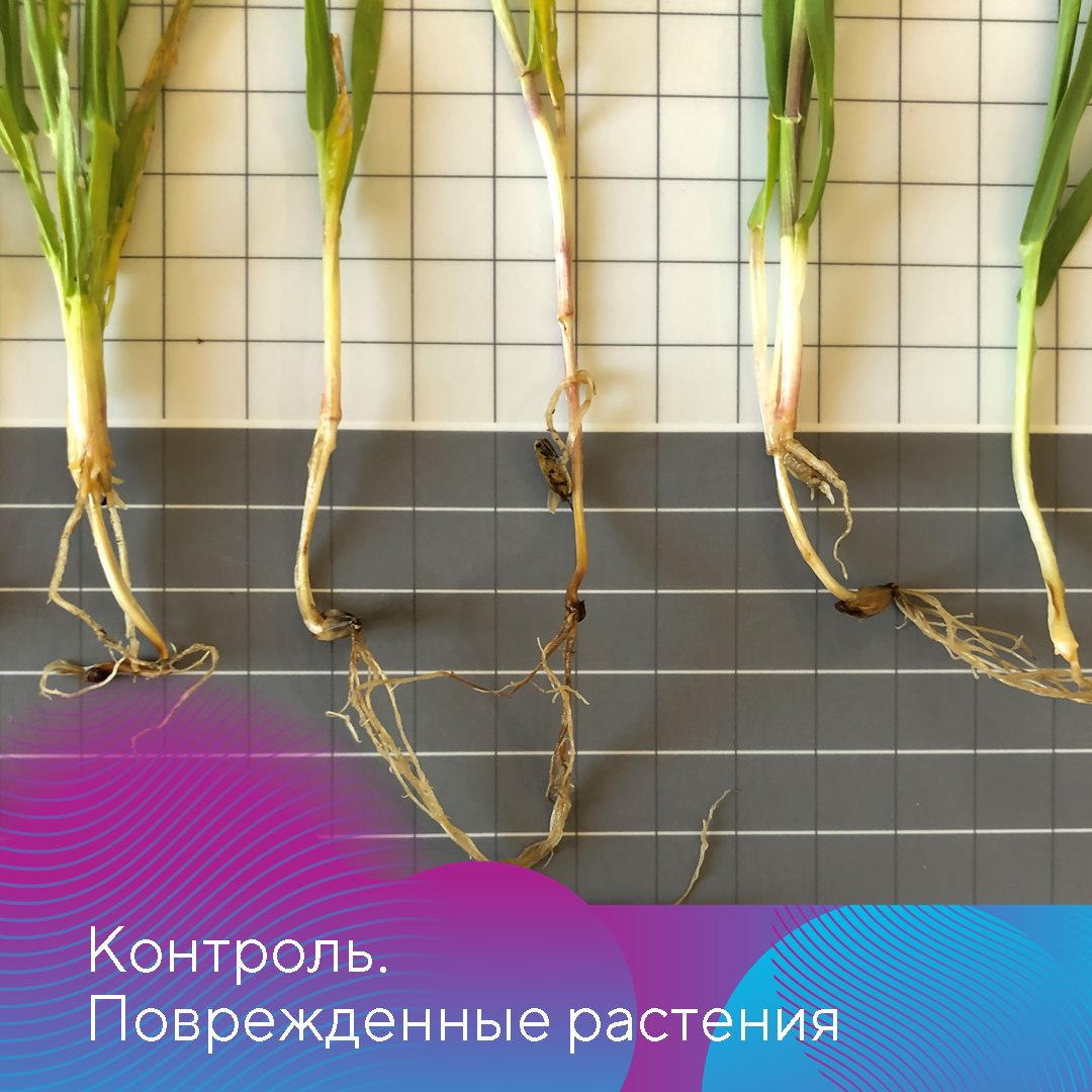 Стерлинг 21.02