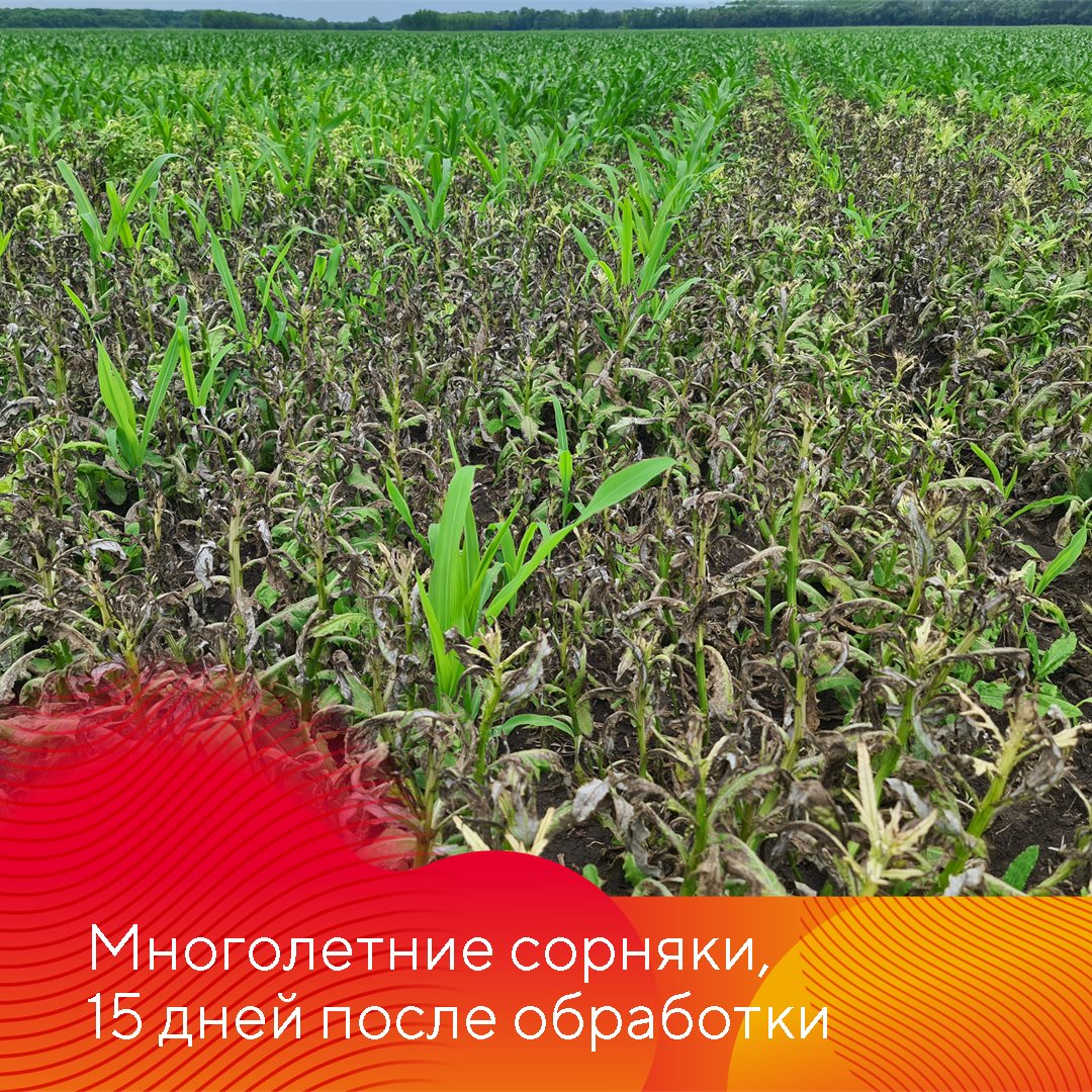 Работает Фултайм июнь 2023