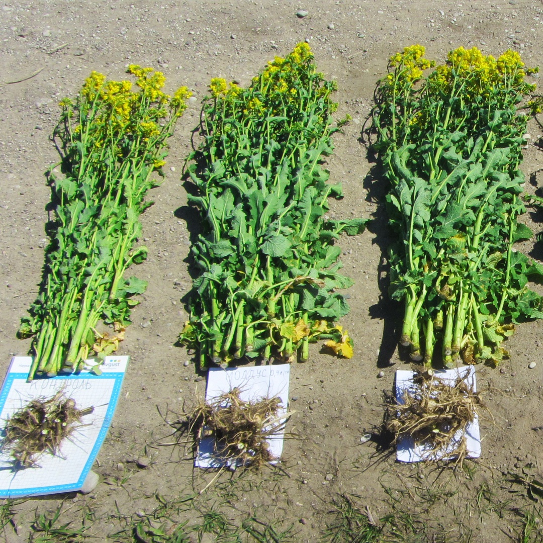 Для чего нужны регуляторы роста на рапсе весной