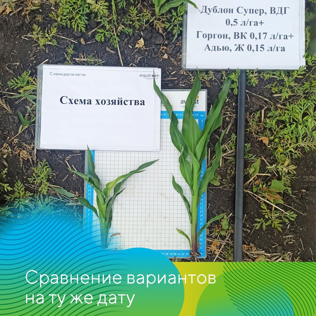 Совместные опыты на полях кукурузы 2023
