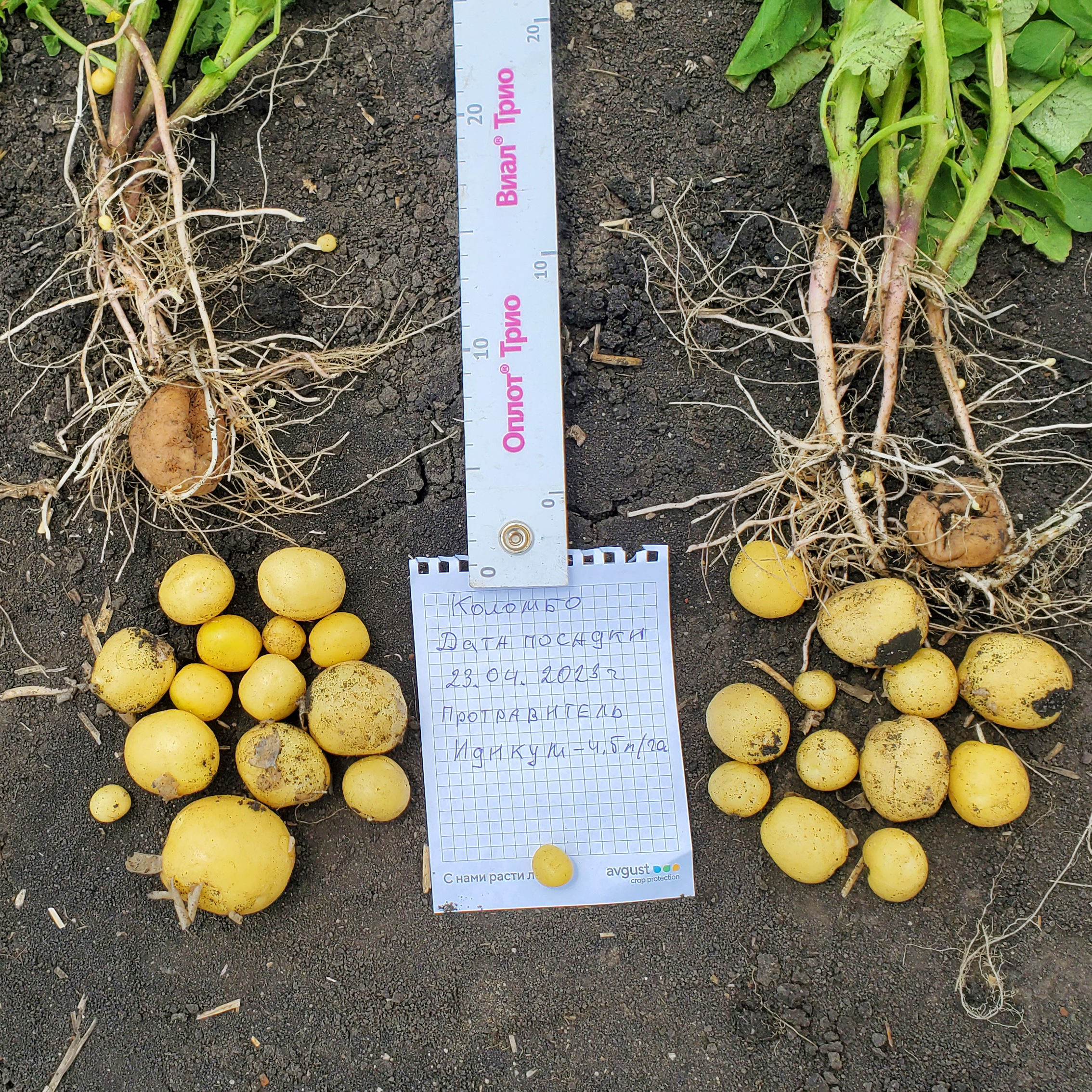 ООО Фирма «Хаммер»