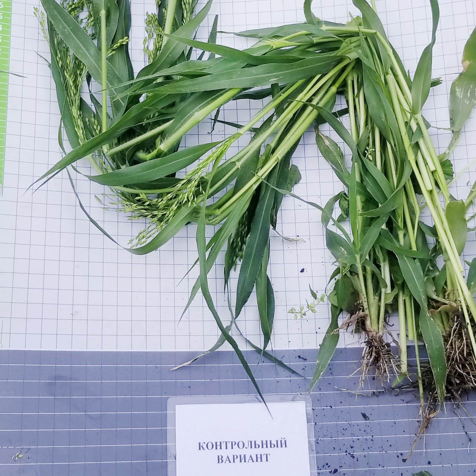 Стингрей® 17.05