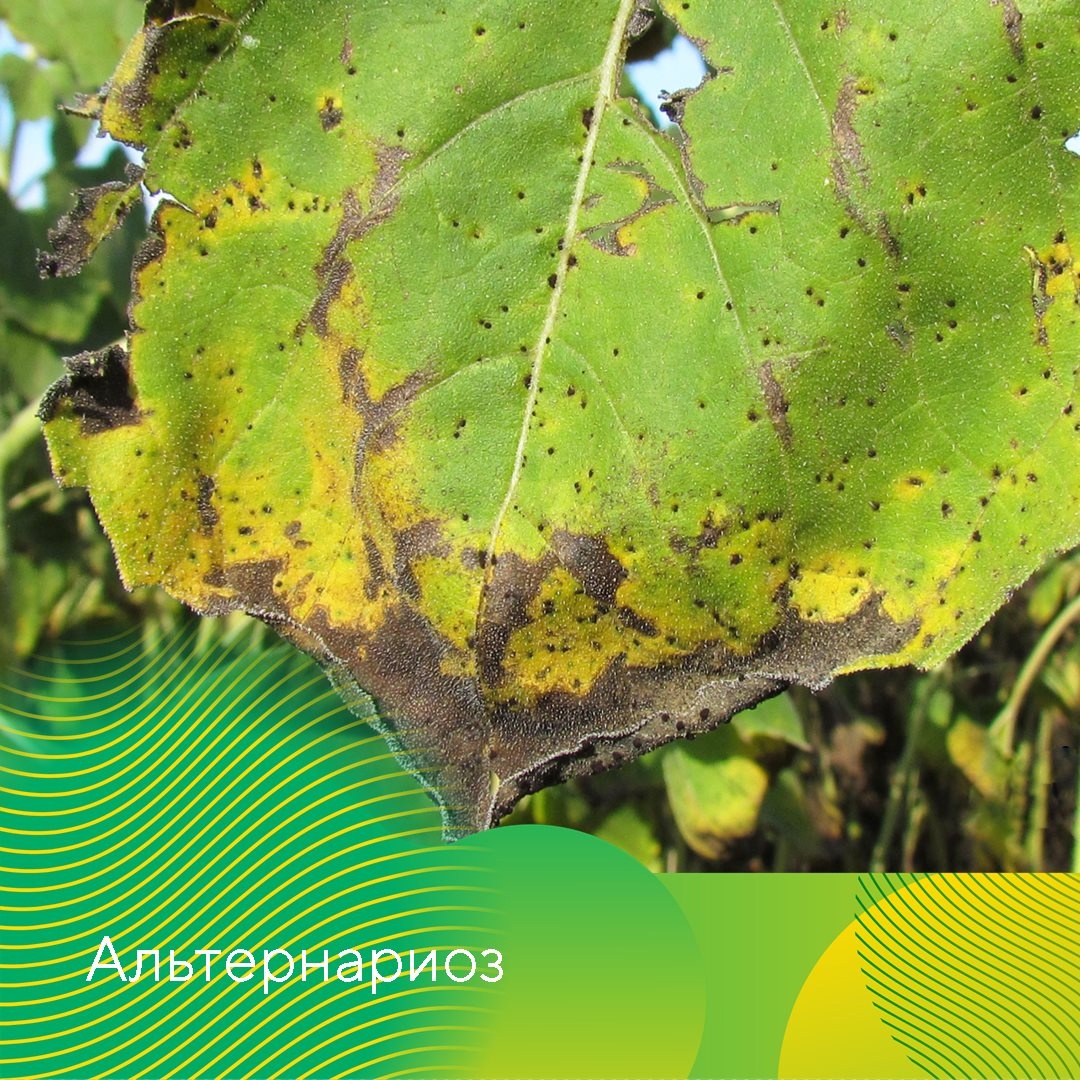 Контроль болезней подсолнечника