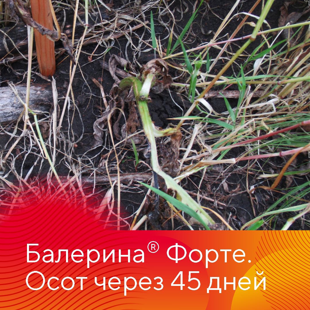 Прополка озимых зерновых