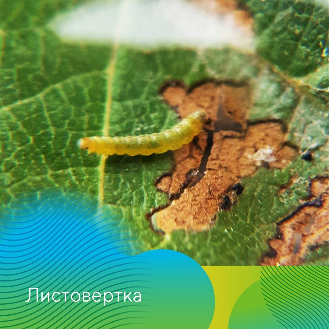 Рекомендации по защите садов в СКФО