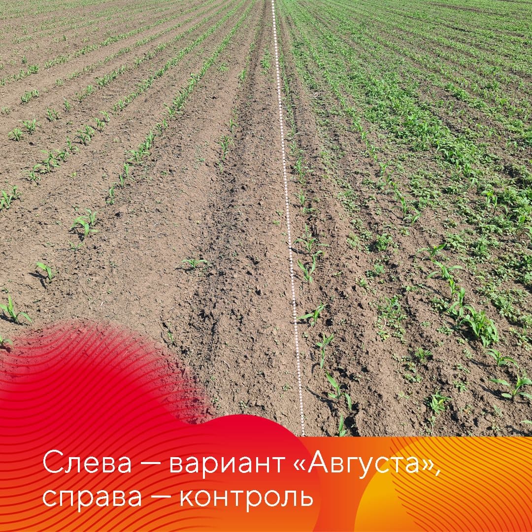 ООО «АПХ Лесная Дача» Ипатовского района края