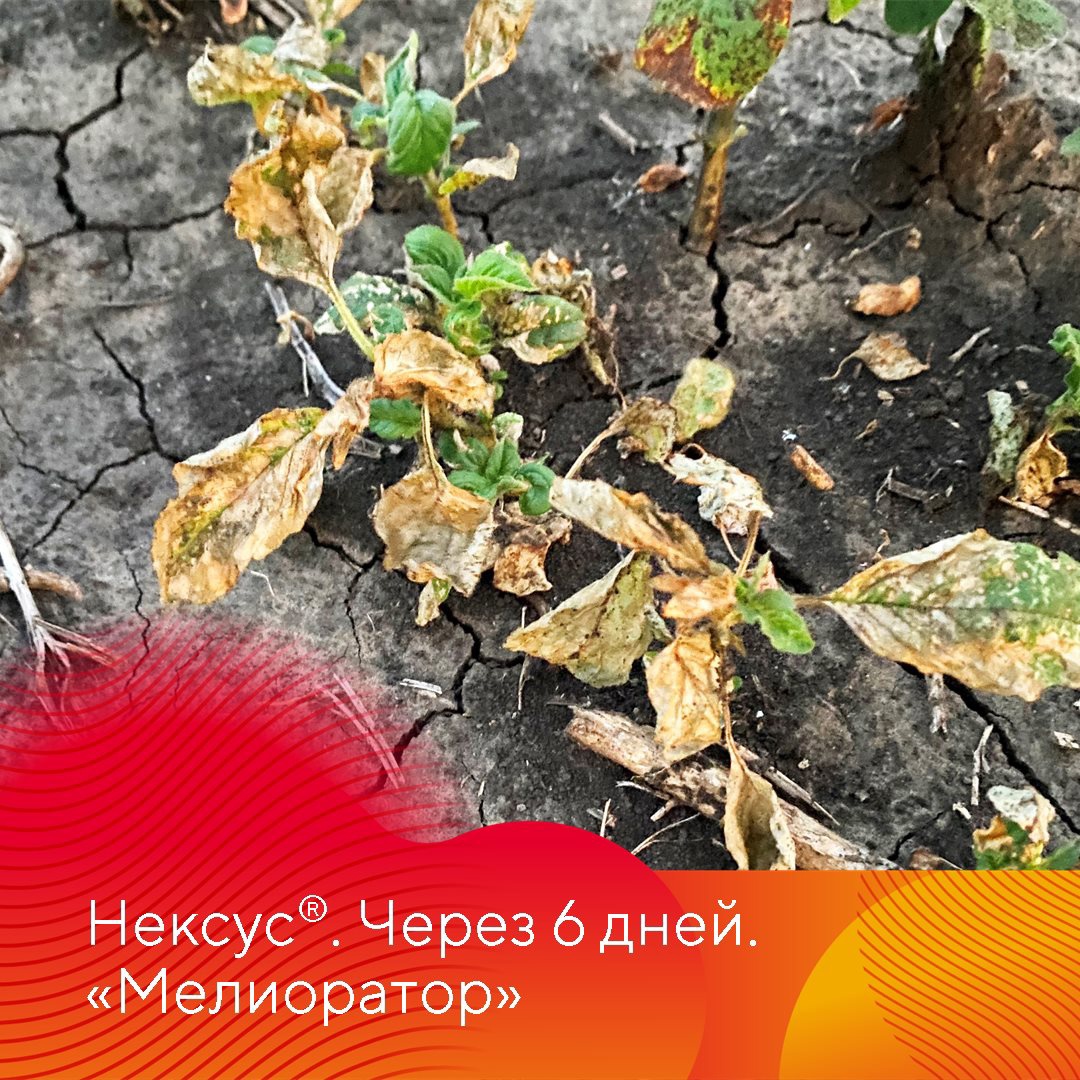 Испытание Нексуса на сое