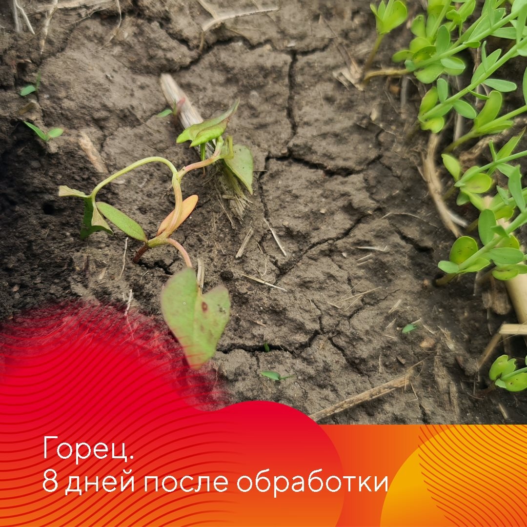 Результаты применения гербицидов на льне