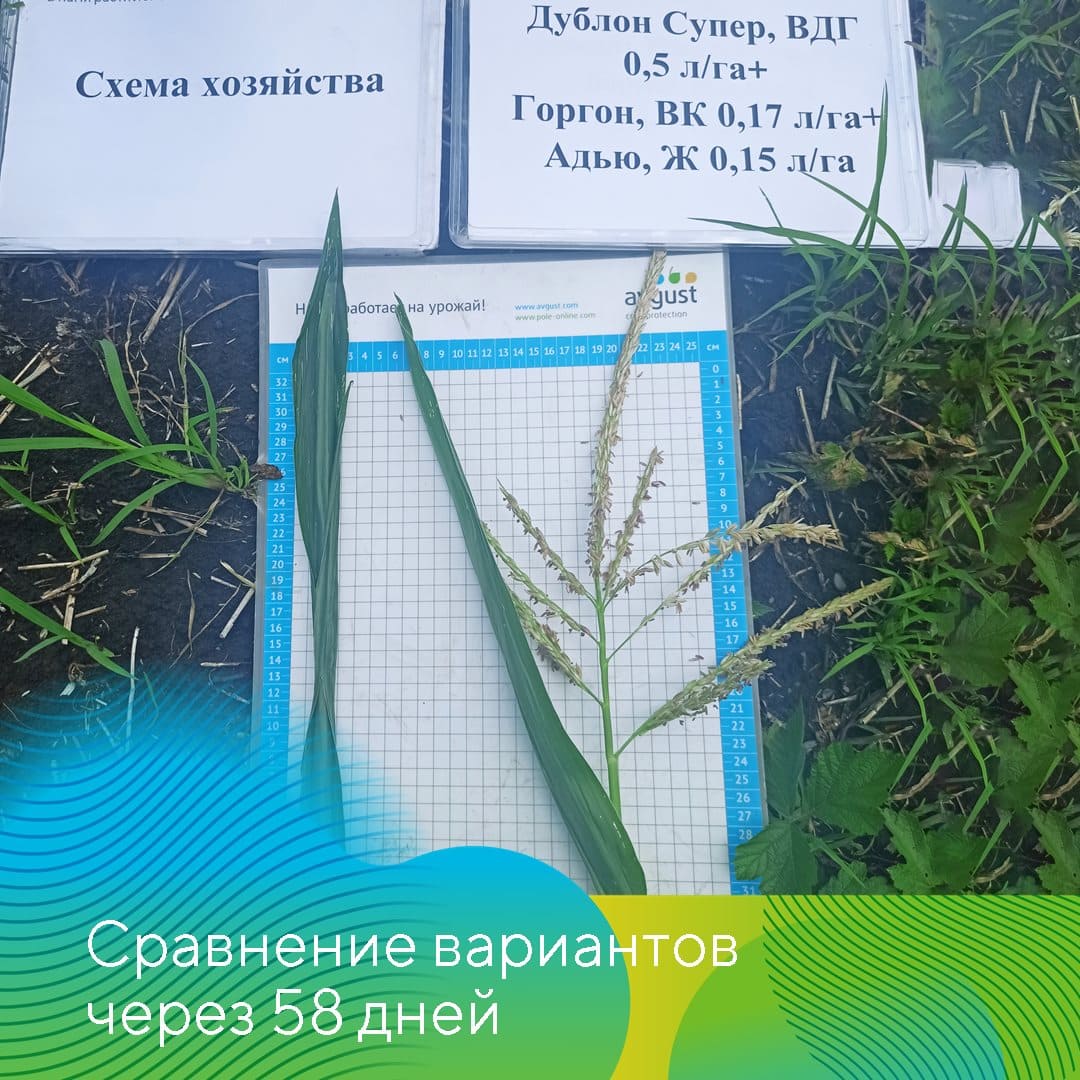 Совместные опыты на полях кукурузы 2023