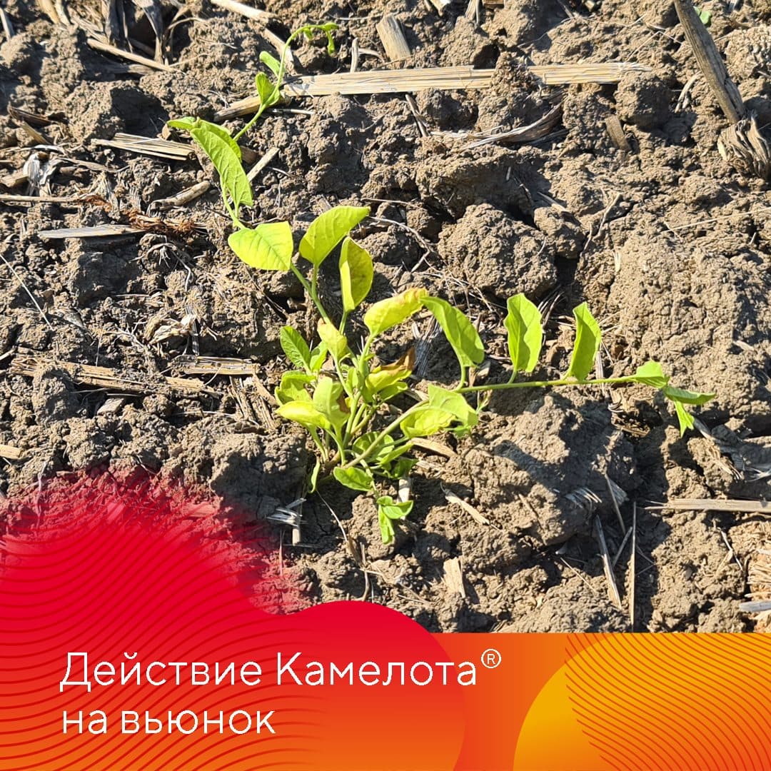 ООО «АПХ Лесная Дача» Ипатовского района края