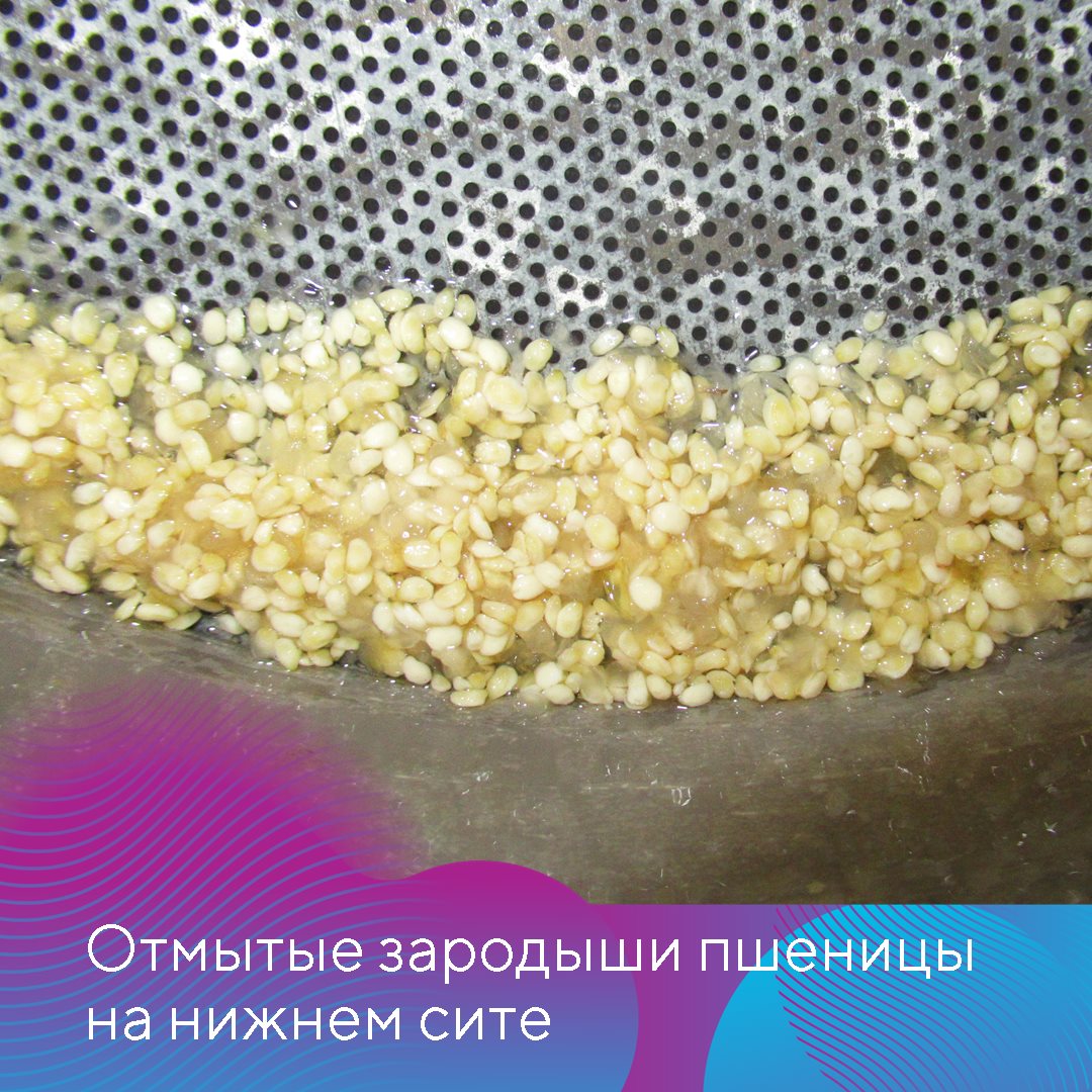 Головня 24.11