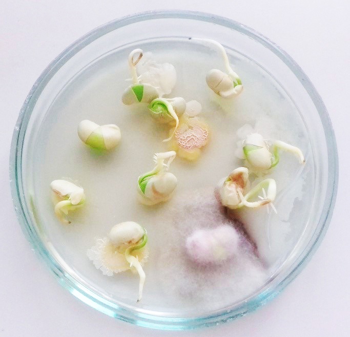 Основа урожая сои