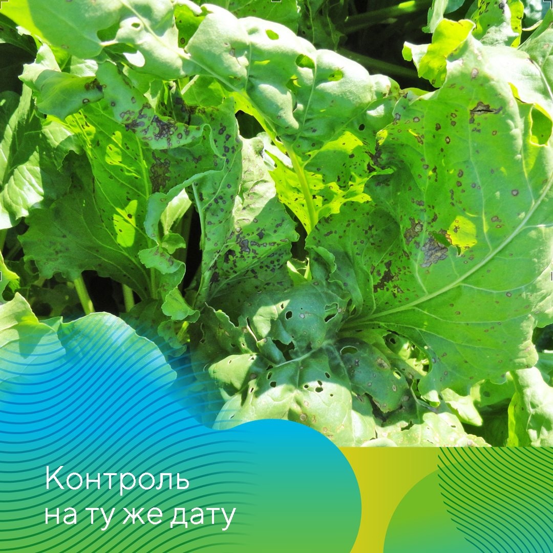 Фунгициды на сахарной свекле