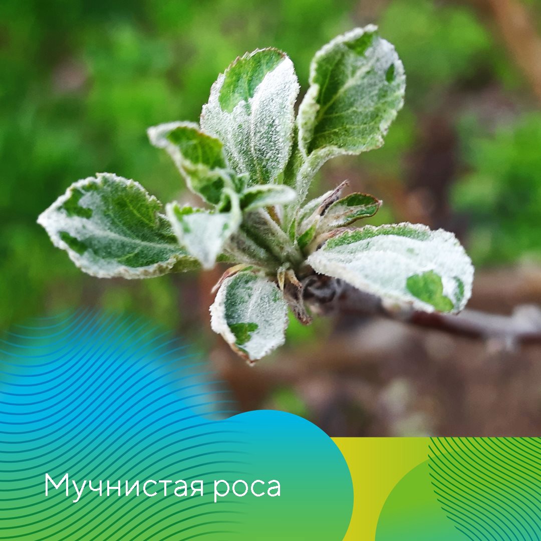 Ранневесенние обработки в садах 