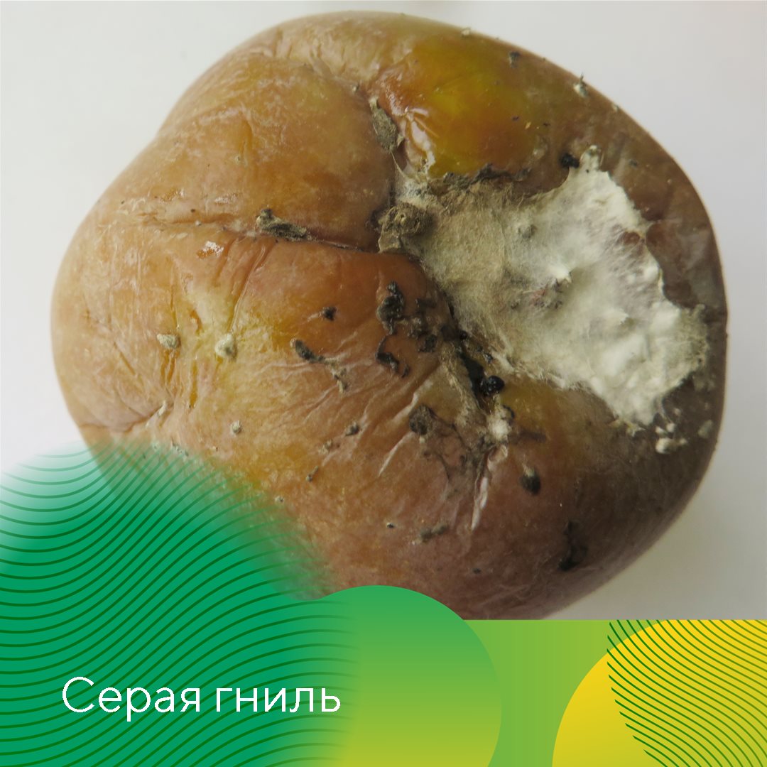 Пост 5.08.2026