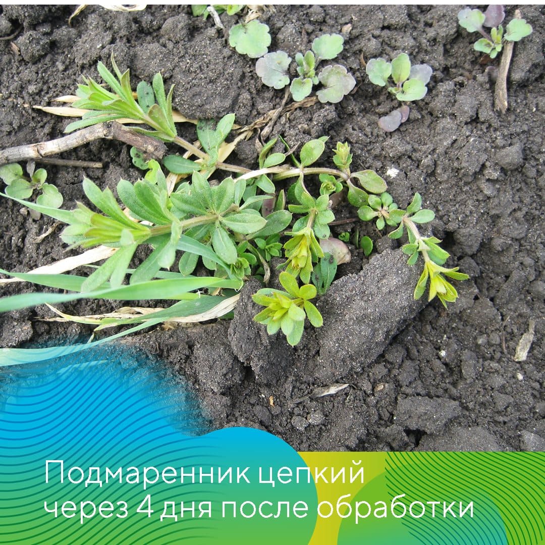 О состоянии озимых культур в Татарстане 2023 май