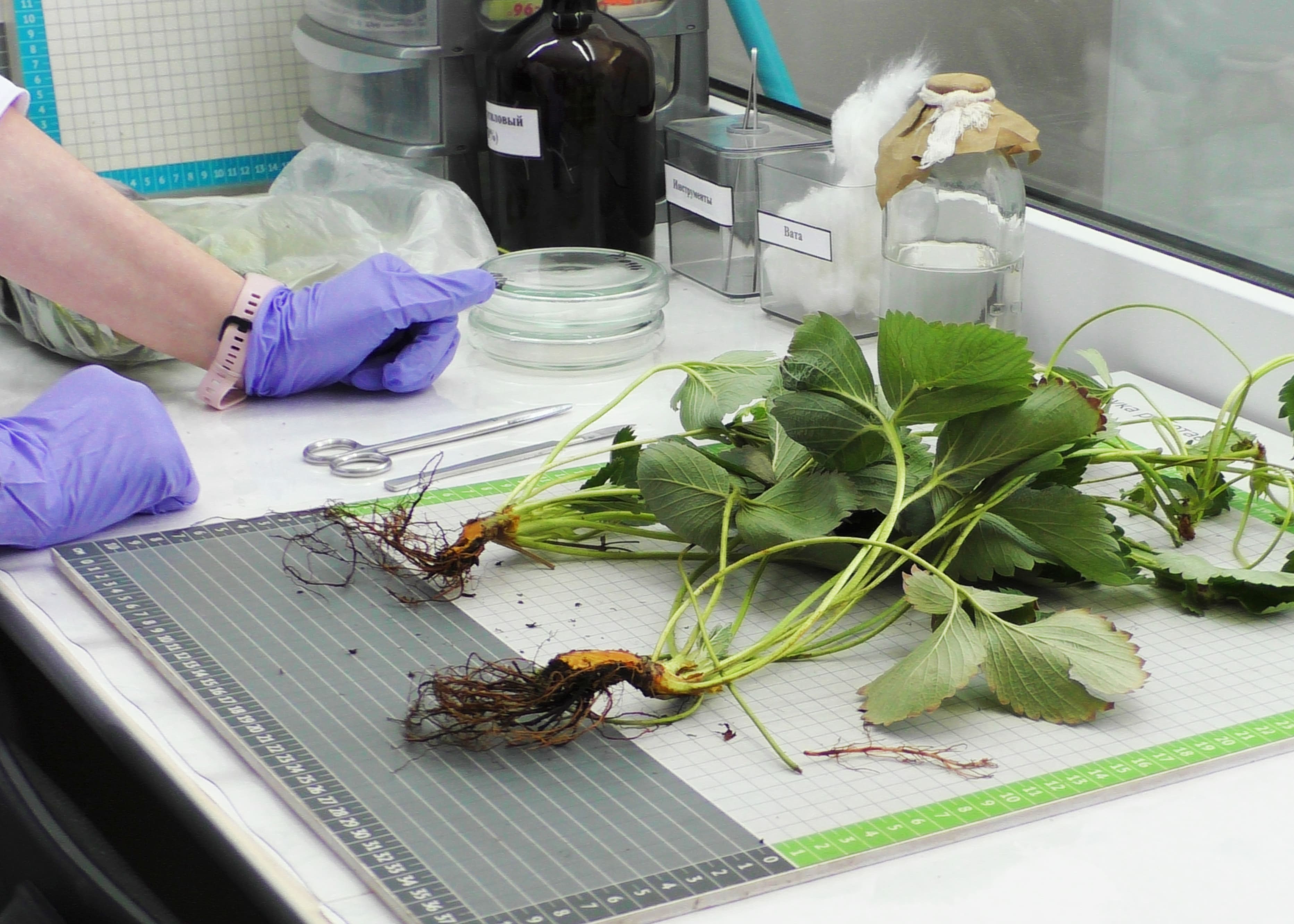 Научно-практическая экспедиция по технологии No-till