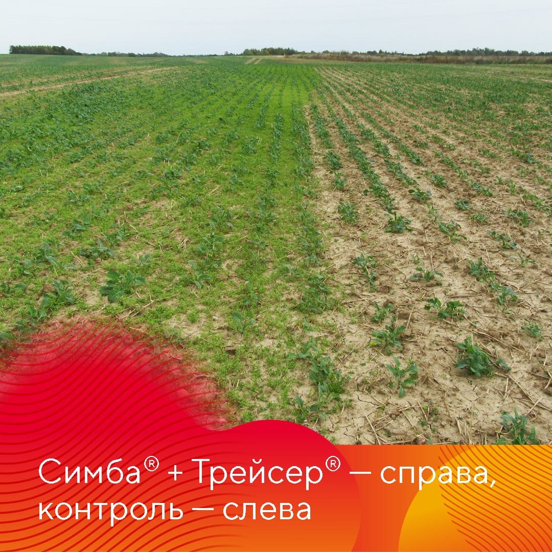 С сорняками на озимом рапсе важно разобраться как можно раньше