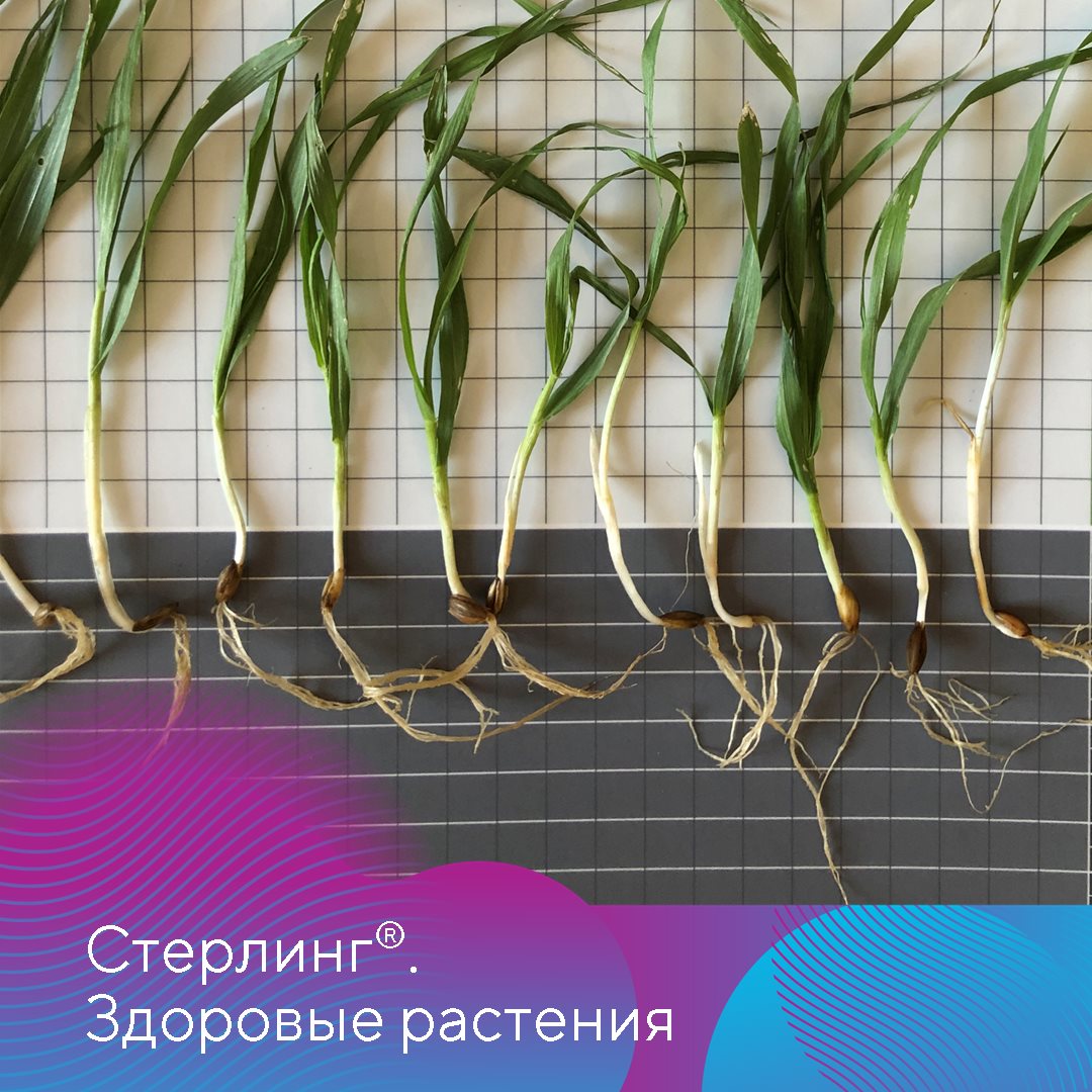 Стерлинг 21.02