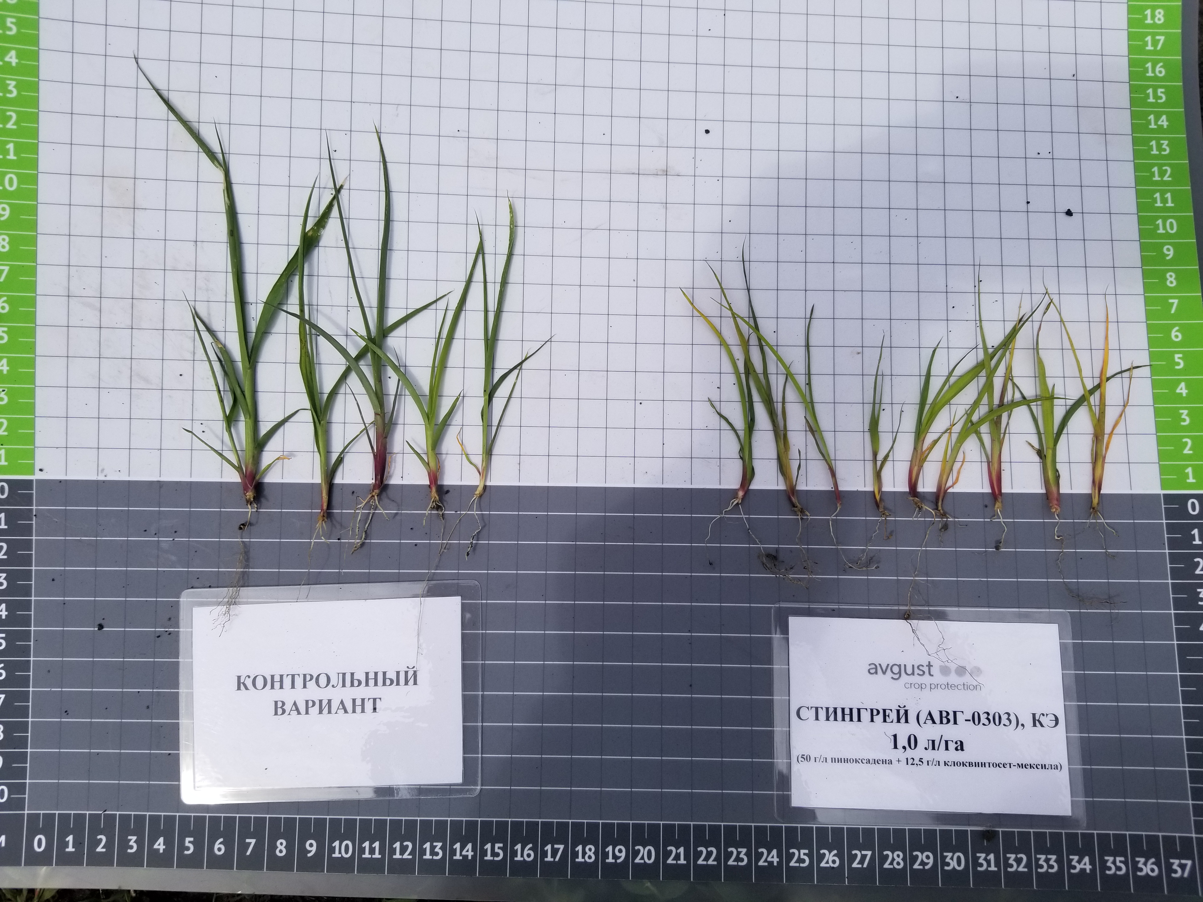 Стингрей® 17.05