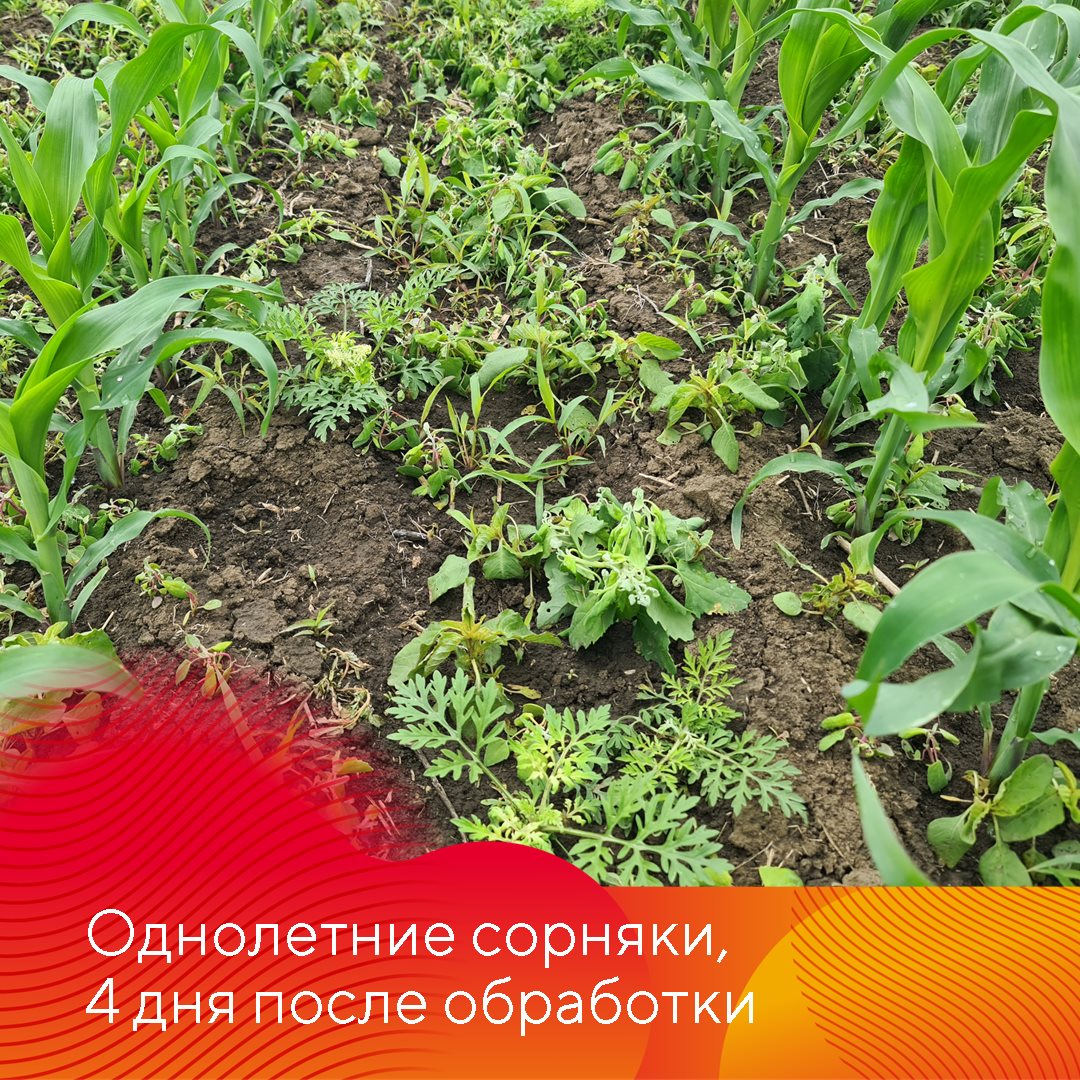 Работает Фултайм июнь 2023