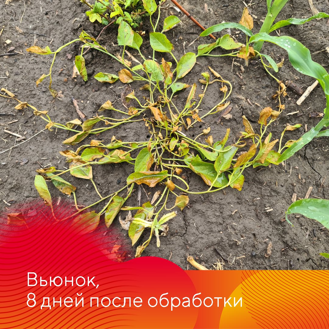 Работает Фултайм июнь 2023