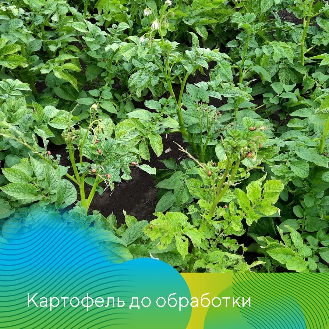 Инсектицид Скутум® против колорадского жука на картофеле сорта Сильвана