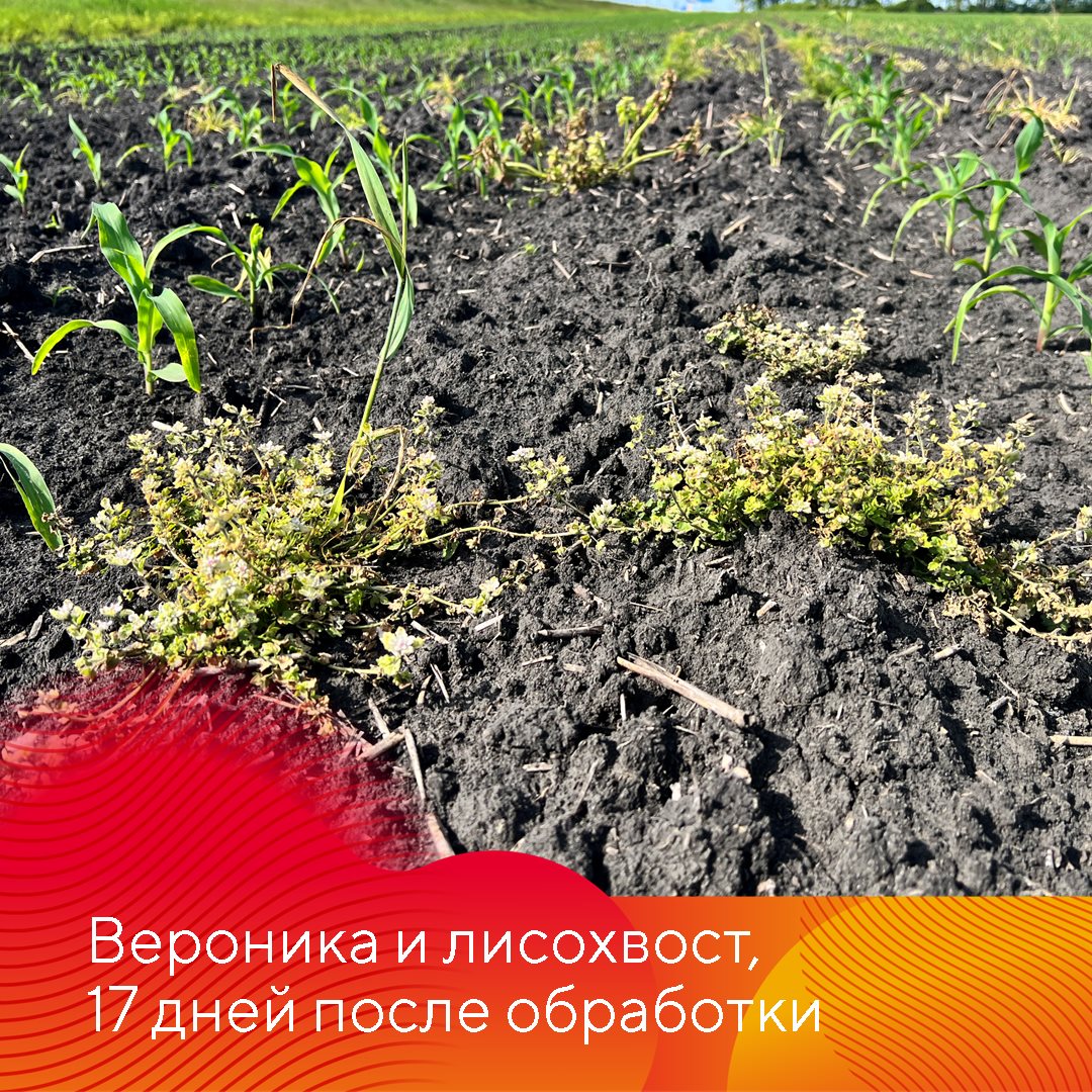 Работает Фултайм июнь 2023