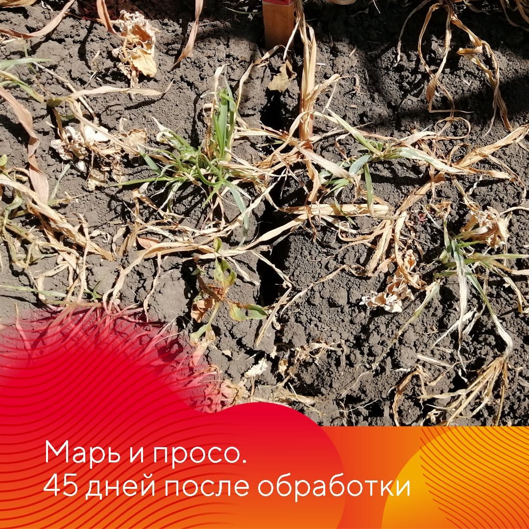 Фултайм® – новый трехкомпонентный гербицид для защиты кукурузы