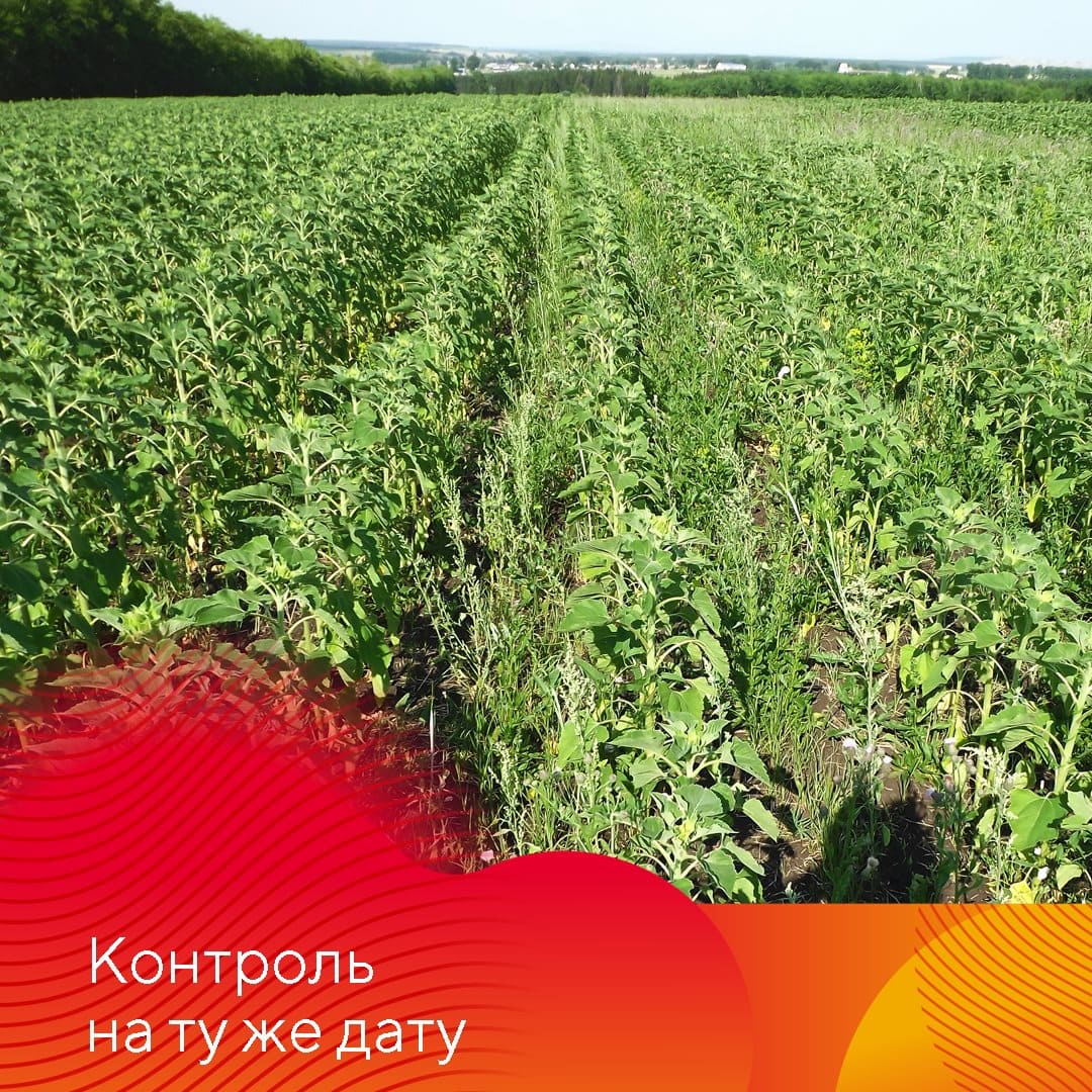 Для защиты гибридов подсолнечника новый гербицид Одиссей®