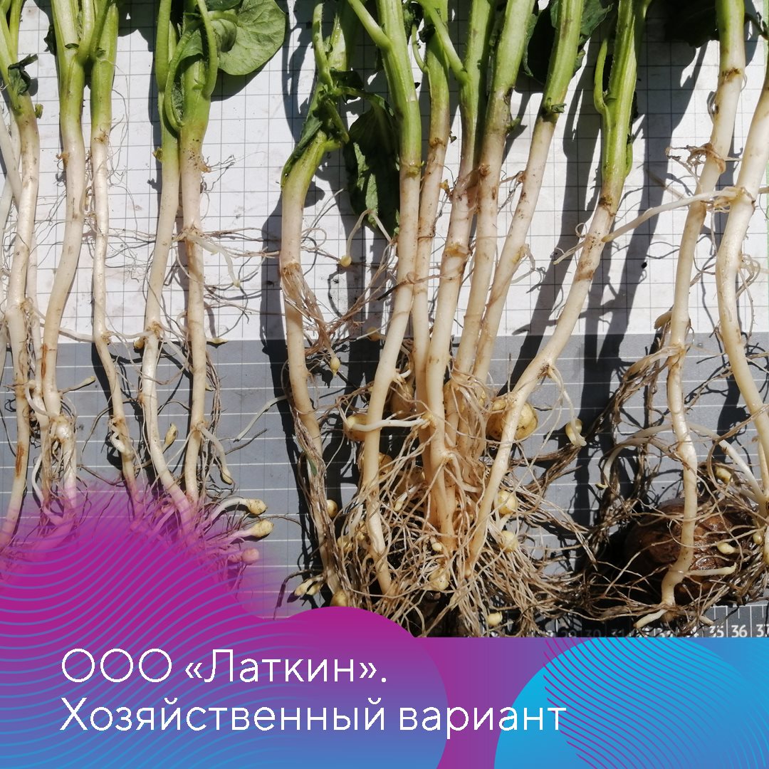 Идикум® 11.04