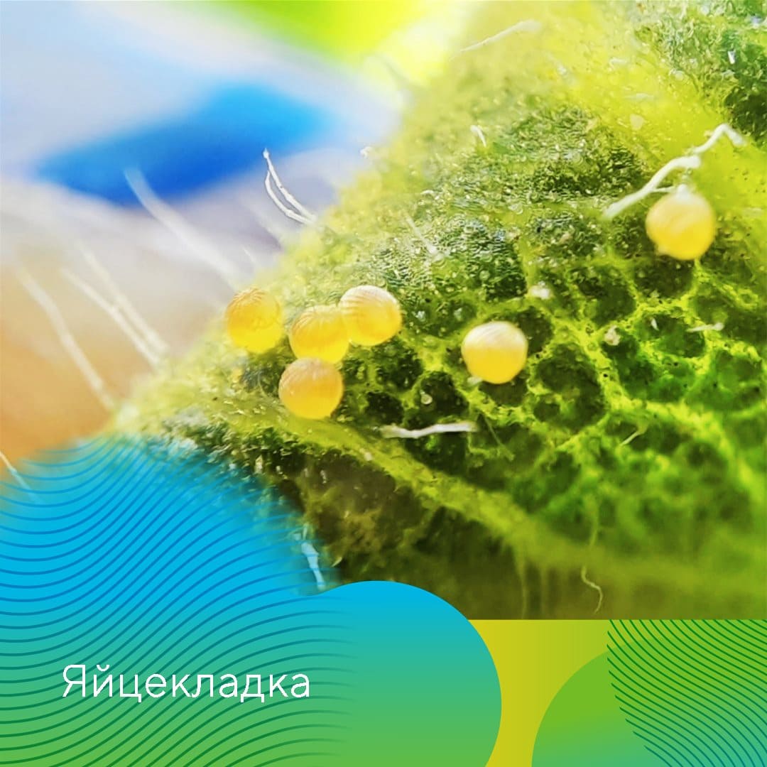 В борьбе с хлопковой совкой 01.23