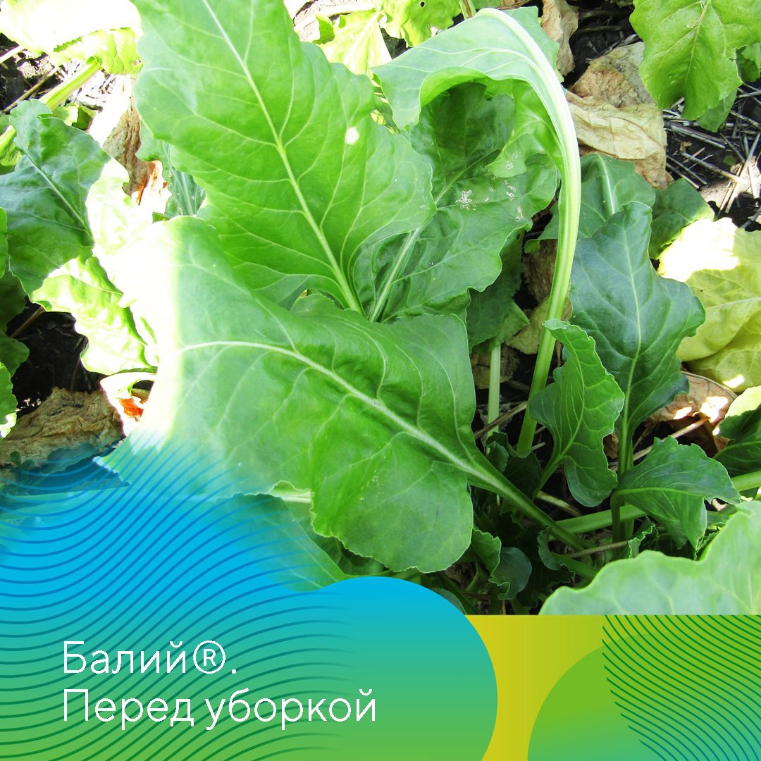 Фунгициды на сахарной свекле