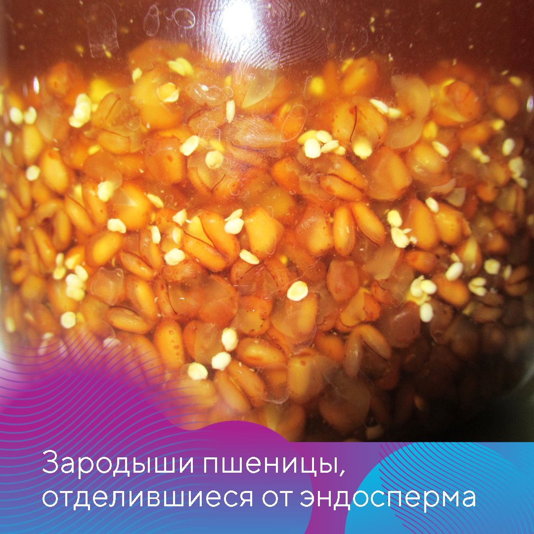 Головня 24.11