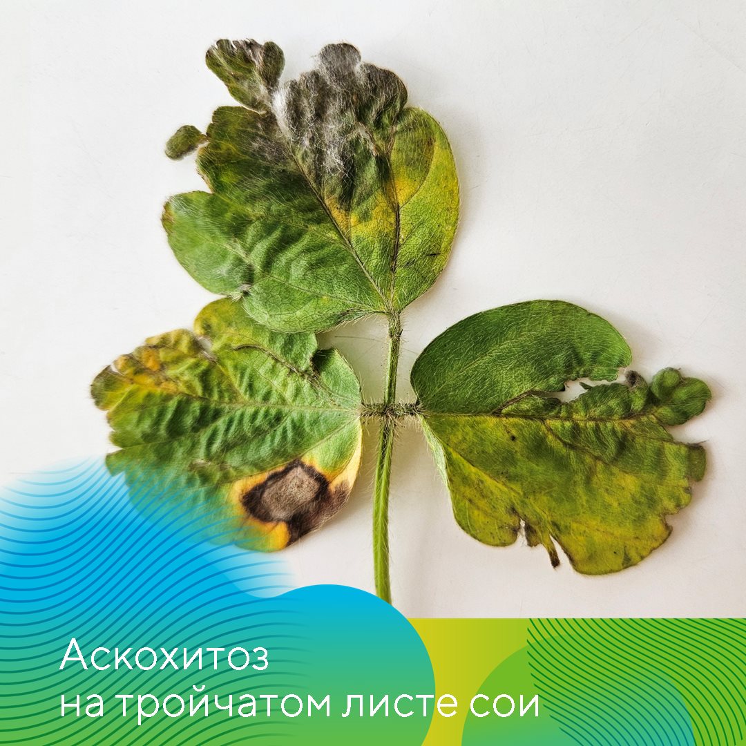 Агрохолдинг «Юность»