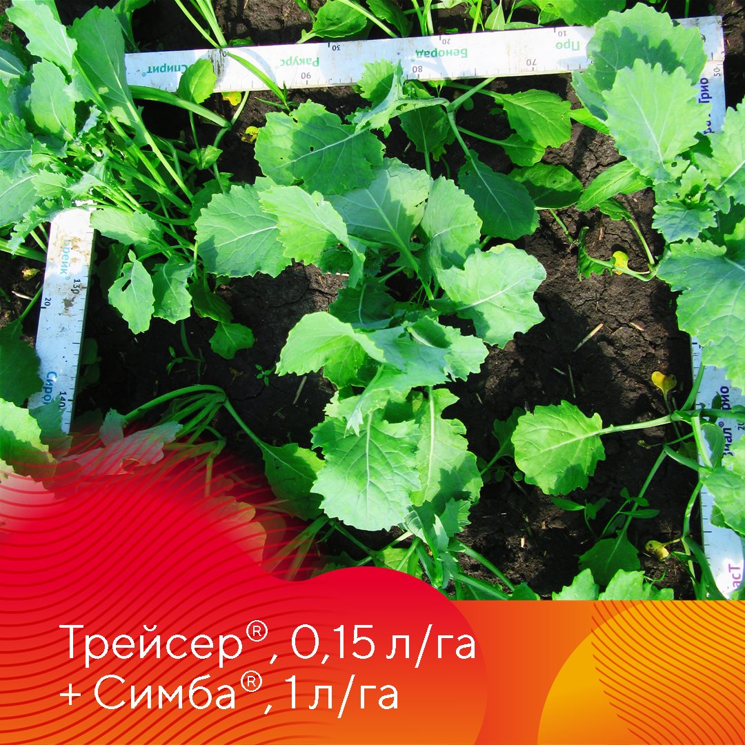 Почвенные гербициды при возделывании озимого рапса